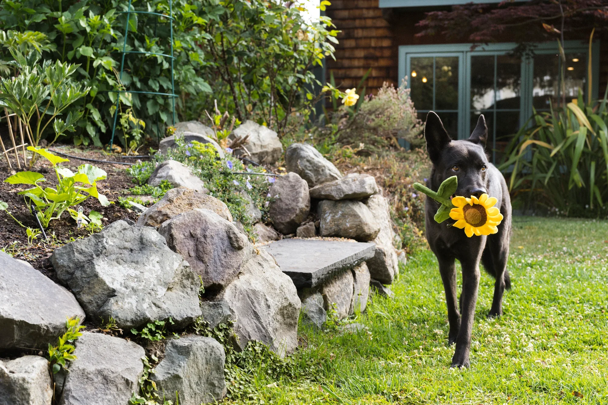 P.L.A.Y.  | Blooming Buddies - Sassy Sunflower - Image 5