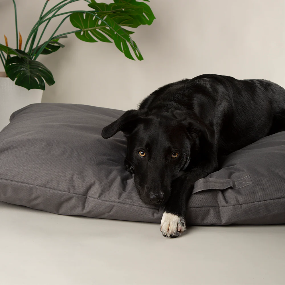 Scruffs | Expedition Memory Foam Orthopaedic Dog Bed Pillow - Image 5