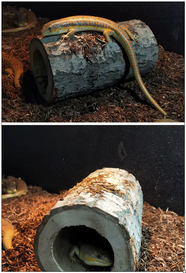 The Hideaway Hollow - Image 5