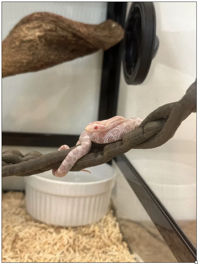 The Jungle Loop | 100CM - Image 6