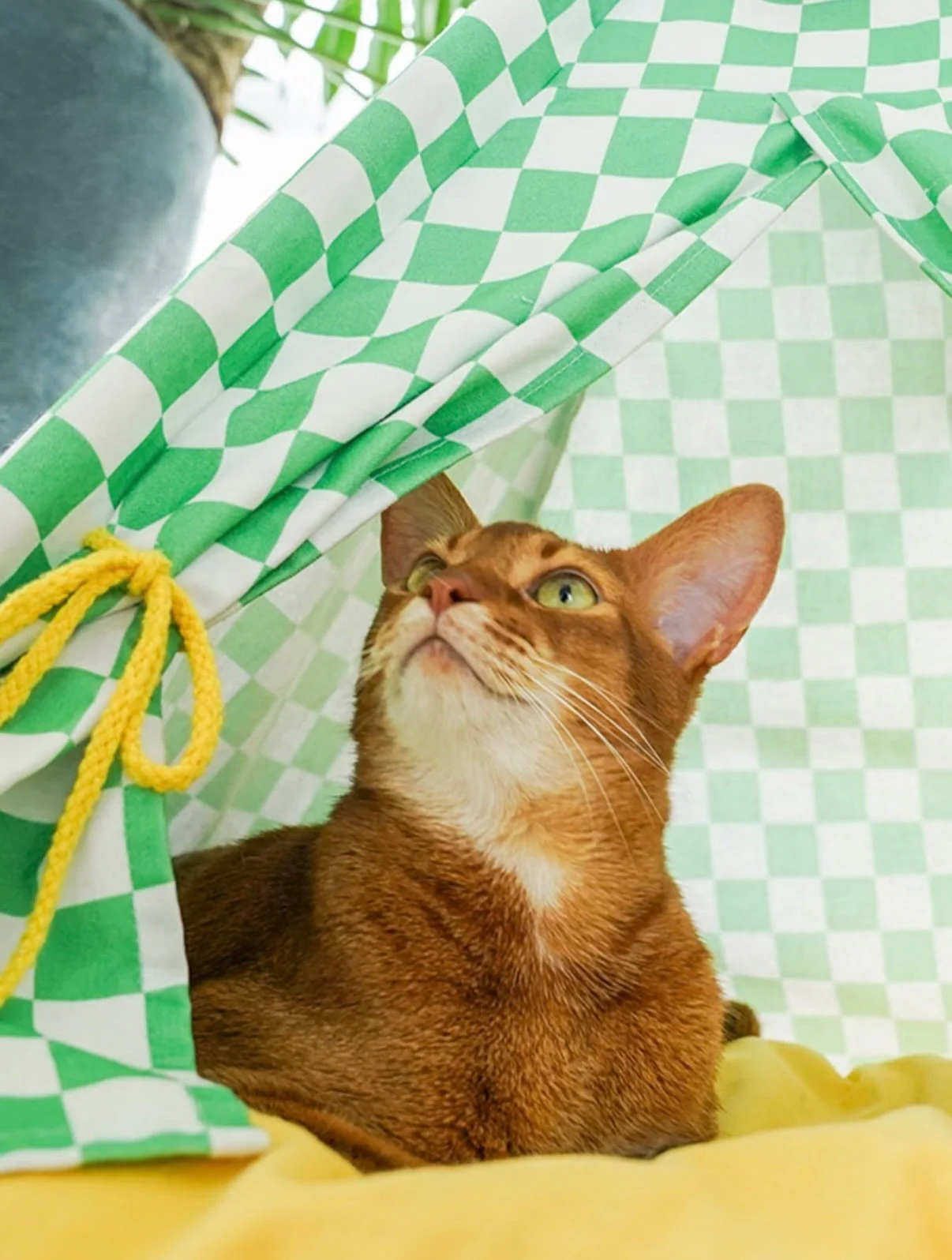 Zeze | Cat Camping Tent - Image 4