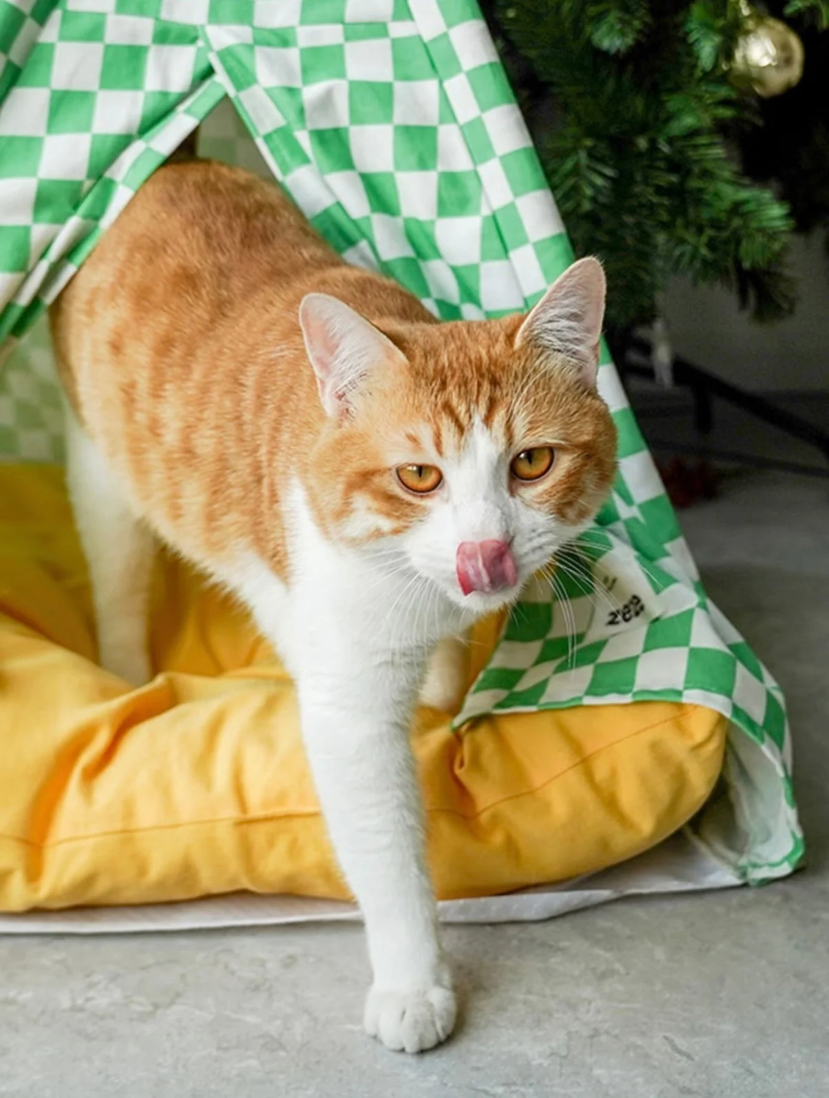 Zeze | Cat Camping Tent - Image 6